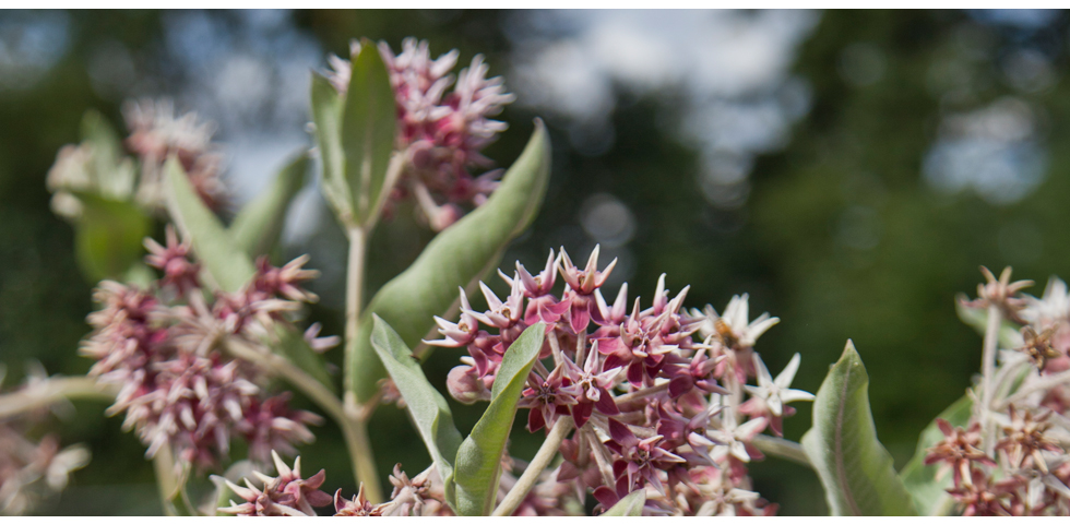 Asclepias speciosa - Showy Milkweed - Food source for the Monarch butterfly