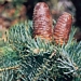 <p><strong>Abies concolor - White Fir</strong></p><p><strong>Light: </strong><img src="https://champoegnursery.com/wp-content/uploads/2014/09/icon_full_sun.gif"/> / <img src="https://champoegnursery.com/wp-content/uploads/2014/09/icon_partial_shade.gif"/></p><p> <strong>Water: <img src="https://champoegnursery.com/wp-content/uploads/2014/09/icon_moist.gif"/></p> <p> Max Height: </strong> 50 ft. <strong> Max Width: </strong> 6 ft. </p><p><strong>Description: </strong>This tree produces blueish green needles that are 1 to 2 inches long.  Its cones are 3 to 6 inches. <strong>Zone: </strong> 3</p><p>    <img src="https://champoegnursery.com/wp-content/uploads/2014/09/icon_wildlife.gif"/></p>