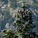 <p><strong>Abies lasiocarpa - Subalpine Fir</strong></p><p><strong>Light: </strong><img src="https://champoegnursery.com/wp-content/uploads/2014/09/icon_partial_shade.gif"/></p><p> <strong>Water: <img src="https://champoegnursery.com/wp-content/uploads/2014/09/icon_moist.gif"/></p> <p> Max Height: </strong> 15 ft. <strong> Max Width: </strong> 8 ft. </p><p><strong>Description: </strong>A medium size tree with flat needles, found at higher elevations, usually just below the tree line. A popular Christmas tree. <strong>Zone: </strong>  5-8</p><p>    <img src="https://champoegnursery.com/wp-content/uploads/2014/09/icon_wildlife.gif"/></p>