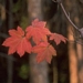 <p><strong>Acer circinatum - Vine Maple</strong></p><p><strong>Light: </strong><img src="https://champoegnursery.com/wp-content/uploads/2014/09/icon_full_sun.gif"/> / <img src="https://champoegnursery.com/wp-content/uploads/2014/09/icon_partial_shade.gif"/> / <img src="https://champoegnursery.com/wp-content/uploads/2014/09/icon_full_shade.gif"/>  </p><p> <strong>Water: <img src="https://champoegnursery.com/wp-content/uploads/2014/09/icon_dry.gif"/> / <img src="https://champoegnursery.com/wp-content/uploads/2014/09/icon_moist.gif"/></p> <p> Max Height: </strong> 25 ft. <strong> Max Width: </strong> 15 ft. </p><p><strong>Description: </strong>Upright small tree or multi-branched shrub.  Displays an excellent fall color as its green leaves of spring turn yellow, orange and crimson in the fall. <strong>Zone: </strong>  5-7</p><p>    <img src="https://champoegnursery.com/wp-content/uploads/2014/09/icon_wildlife.gif"/></p>