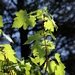 <p><strong>Acer glabrum - Rocky Mountain Maple</strong></p><p><strong>Light: </strong><img src="https://champoegnursery.com/wp-content/uploads/2014/09/icon_full_sun.gif"/> / <img src="https://champoegnursery.com/wp-content/uploads/2014/09/icon_partial_shade.gif"/> / <img src="https://champoegnursery.com/wp-content/uploads/2014/09/icon_full_shade.gif"/>  </p><p> <strong>Water: <img src="https://champoegnursery.com/wp-content/uploads/2014/09/icon_dry.gif"/> / <img src="https://champoegnursery.com/wp-content/uploads/2014/09/icon_moist.gif"/></p> <p> Max Height: </strong> 30 ft. <strong> Max Width: </strong> 15 ft. </p><p><strong>Description: </strong>A cold hardy, multi-trunked deciduous tree or small shrub.  Its fall leaf color ranges from orange and red to yellow. <strong>Zone: </strong>  3-6</p><p>    <img src="https://champoegnursery.com/wp-content/uploads/2014/09/icon_wildlife.gif"/></p>