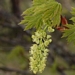 <p><strong>Acer macrophyllum - Big Leaf Maple</strong></p><p><strong>Light: </strong><img src="https://champoegnursery.com/wp-content/uploads/2014/09/icon_full_sun.gif"/> / <img src="https://champoegnursery.com/wp-content/uploads/2014/09/icon_partial_shade.gif"/></p><p> <strong>Water: <img src="https://champoegnursery.com/wp-content/uploads/2014/09/icon_dry.gif"/> / <img src="https://champoegnursery.com/wp-content/uploads/2014/09/icon_moist.gif"/></p> <p> Max Height: </strong> 100 ft. <strong> Max Width: </strong> 60 ft. </p><p><strong>Description: </strong>This is a massive deciduous tree that exhibits rapid growth and establishment. <strong>Zone: </strong>  5-7</p><p><img src="https://champoegnursery.com/wp-content/uploads/2014/09/icon_butterfly.gif"/>    <img src="https://champoegnursery.com/wp-content/uploads/2014/09/icon_wildlife.gif"/></p>