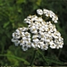 <p><strong>Achillea millefolium - Western Yarrow</strong></p><p><strong>Light: </strong><img src="https://champoegnursery.com/wp-content/uploads/2014/09/icon_full_sun.gif"/> / <img src="https://champoegnursery.com/wp-content/uploads/2014/09/icon_partial_shade.gif"/></p><p> <strong>Water: <img src="https://champoegnursery.com/wp-content/uploads/2014/09/icon_dry.gif"/> / <img src="https://champoegnursery.com/wp-content/uploads/2014/09/icon_moist.gif"/></p> <p> Max Height: </strong> 18  in. <strong> Max Width: </strong> 12  in. </p><p><strong>Description: </strong>This is a perennial and very fragrant herbaceous plant with clusters of white to pink flowers. <strong>Zone: </strong>  3-9</p><p><img src="https://champoegnursery.com/wp-content/uploads/2014/09/icon_butterfly.gif"/>    <img src="https://champoegnursery.com/wp-content/uploads/2014/09/icon_wildlife.gif"/></p>