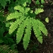 <p><strong>Adiantum aleuticum - Maidenhair Fern</strong></p><p><strong>Light: </strong><img src="https://champoegnursery.com/wp-content/uploads/2014/09/icon_full_shade.gif"/> / <img src="https://champoegnursery.com/wp-content/uploads/2014/09/icon_partial_shade.gif"/></p><p> <strong>Water: <img src="https://champoegnursery.com/wp-content/uploads/2014/09/icon_wet.gif"/> / <img src="https://champoegnursery.com/wp-content/uploads/2014/09/icon_moist.gif"/></p> <p> Max Height: </strong> 24  in. <strong> Max Width: </strong> 18  in. </p><p><strong>Description: </strong>A delicate fern grown from a stout rhizome.  Its leaves are light green with lustrous purplish-black stems. <strong>Zone: </strong>  1-9</p><p>    <img src="https://champoegnursery.com/wp-content/uploads/2014/09/icon_wildlife.gif"/></p>