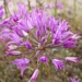 <p><strong>Allium acuminatum - Taper-tip Onion</strong></p><p><strong>Light: </strong><img src="https://champoegnursery.com/wp-content/uploads/2014/09/icon_full_sun.gif"/> / <img src="https://champoegnursery.com/wp-content/uploads/2014/09/icon_partial_shade.gif"/></p><p> <strong>Water: <img src="https://champoegnursery.com/wp-content/uploads/2014/09/icon_dry.gif"/> / <img src="https://champoegnursery.com/wp-content/uploads/2014/09/icon_moist.gif"/></p> <p> Max Height: </strong> 12  in. <strong> Max Width: </strong> 4  in. </p><p><strong>Description: </strong>Perennial herb from a small, deeply-buried egg-shaped bulb.  It has 1-2 basal grass-like leaves that wither before the flowers appear. <strong>Zone: </strong>  7-9</p><p><img src="https://champoegnursery.com/wp-content/uploads/2014/09/icon_butterfly.gif"/>    <img src="https://champoegnursery.com/wp-content/uploads/2014/09/icon_wildlife.gif"/></p>