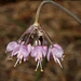 <p><strong>Allium cernuum - Nodding Onion</strong></p><p><strong>Light: </strong><img src="https://champoegnursery.com/wp-content/uploads/2014/09/icon_full_sun.gif"/> / <img src="https://champoegnursery.com/wp-content/uploads/2014/09/icon_partial_shade.gif"/></p><p> <strong>Water: <img src="https://champoegnursery.com/wp-content/uploads/2014/09/icon_dry.gif"/> / <img src="https://champoegnursery.com/wp-content/uploads/2014/09/icon_moist.gif"/></p> <p> Max Height: </strong> 18  in. <strong> Max Width: </strong> 12  in. </p><p><strong>Description: </strong>A wild onion that has nodding pink and white flowers that appear in the spring.  Very common on coastal bluffs. <strong>Zone: </strong>  7-9</p><p><img src="https://champoegnursery.com/wp-content/uploads/2014/09/icon_butterfly.gif"/>    <img src="https://champoegnursery.com/wp-content/uploads/2014/09/icon_wildlife.gif"/></p>