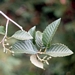 <p><strong>Alnus incana - Mountain Alder</strong></p><p><strong>Light: </strong><img src="https://champoegnursery.com/wp-content/uploads/2014/09/icon_full_sun.gif"/> / <img src="https://champoegnursery.com/wp-content/uploads/2014/09/icon_partial_shade.gif"/></p><p> <strong>Water: <img src="https://champoegnursery.com/wp-content/uploads/2014/09/icon_wet.gif"/> / <img src="https://champoegnursery.com/wp-content/uploads/2014/09/icon_moist.gif"/></p> <p> Max Height: </strong> 30 ft. <strong> Max Width: </strong> 15 ft. </p><p><strong>Description: </strong>A fast growing shrub like deciduous tree that is native to Eastern Oregon.  Its bark is yellowish brown and its leaves are a dark, serrated green. <strong>Zone: </strong>  2-6</p><p>    <img src="https://champoegnursery.com/wp-content/uploads/2014/09/icon_wildlife.gif"/></p>