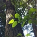 <p><strong>Alnus rhombifolia - White Alder</strong></p><p><strong>Light: </strong><img src="https://champoegnursery.com/wp-content/uploads/2014/09/icon_full_sun.gif"/> / <img src="https://champoegnursery.com/wp-content/uploads/2014/09/icon_partial_shade.gif"/></p><p> <strong>Water: <img src="https://champoegnursery.com/wp-content/uploads/2014/09/icon_dry.gif"/> / <img src="https://champoegnursery.com/wp-content/uploads/2014/09/icon_moist.gif"/></p> <p> Max Height: </strong> 80 ft. <strong> Max Width: </strong> 30 ft. </p><p><strong>Description: </strong>A deciduous tree that can withstand summer droughts as well as winter floods and is extremely important for restoration projects because its roots are densely tied together and hold stream banks intact. <strong>Zone: </strong> 6</p><p>    <img src="https://champoegnursery.com/wp-content/uploads/2014/09/icon_wildlife.gif"/></p>