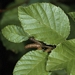 <p><strong>Alnus sinuata - Sitka Alder</strong></p><p><strong>Light: </strong><img src="https://champoegnursery.com/wp-content/uploads/2014/09/icon_full_sun.gif"/> / <img src="https://champoegnursery.com/wp-content/uploads/2014/09/icon_partial_shade.gif"/></p><p> <strong>Water: <img src="https://champoegnursery.com/wp-content/uploads/2014/09/icon_moist.gif"/></p> <p> Max Height: </strong> 25 ft. <strong> Max Width: </strong> 10 ft. </p><p><strong>Description: </strong>A multi-trunked alder that is adapted to high elevation sites.  It grows in thickets along moist slopes and streams. <strong>Zone: </strong>  3-6</p><p>    <img src="https://champoegnursery.com/wp-content/uploads/2014/09/icon_wildlife.gif"/></p>