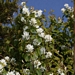 <p><strong>Amelanchier alnifolia - Western Serviceberry</strong></p><p><strong>Light: </strong><img src="https://champoegnursery.com/wp-content/uploads/2014/09/icon_full_sun.gif"/> / <img src="https://champoegnursery.com/wp-content/uploads/2014/09/icon_partial_shade.gif"/></p><p> <strong>Water: <img src="https://champoegnursery.com/wp-content/uploads/2014/09/icon_dry.gif"/> / <img src="https://champoegnursery.com/wp-content/uploads/2014/09/icon_moist.gif"/></p> <p> Max Height: </strong> 25 ft. <strong> Max Width: </strong> 15 ft. </p><p><strong>Description: </strong>A deciduous shrub that displays white spring flowers, a deep green foliage that becomes very showy in the fall and produces tasty purple berries.  It is highly tolerant of various soils, climates and drought. <strong>Zone: </strong>  3-6</p><p><img src="https://champoegnursery.com/wp-content/uploads/2014/09/icon_butterfly.gif"/>    <img src="https://champoegnursery.com/wp-content/uploads/2014/09/icon_wildlife.gif"/></p>