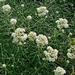 <p><strong>Anaphalis margaritacea - Pearly Everlasting</strong></p><p><strong>Light: </strong><img src="https://champoegnursery.com/wp-content/uploads/2014/09/icon_full_sun.gif"/> / <img src="https://champoegnursery.com/wp-content/uploads/2014/09/icon_partial_shade.gif"/></p><p> <strong>Water: <img src="https://champoegnursery.com/wp-content/uploads/2014/09/icon_dry.gif"/> / <img src="https://champoegnursery.com/wp-content/uploads/2014/09/icon_moist.gif"/></p> <p> Max Height: </strong> 36  in. <strong> Max Width: </strong> 36  in. </p><p><strong>Description: </strong>A vigorous clump forming plant with white papery bracts surrounding yellow flowers that begin forming in mid-summer.  Its leaves are white and turn gray green on the top of the leaf as they age. <strong>Zone: </strong>  7-9</p><p><img src="https://champoegnursery.com/wp-content/uploads/2014/09/icon_butterfly.gif"/>    <img src="https://champoegnursery.com/wp-content/uploads/2014/09/icon_wildlife.gif"/></p>