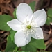 <p><strong>Anemone deltoidea - Three-Leaved Anemone</strong></p><p><strong>Light: </strong><img src="https://champoegnursery.com/wp-content/uploads/2014/09/icon_partial_shade.gif"/></p><p> <strong>Water: <img src="https://champoegnursery.com/wp-content/uploads/2014/09/icon_moist.gif"/></p> <p> Max Height: </strong> 6  in. <strong> Max Width: </strong> 12  in. </p><p><strong>Description: </strong>Perennial herbaceous plant growing from slender, creeping rhizomes.  Its leaves are deeply and coarsely toothed and its flowers are showy and white. <strong>Zone: </strong>  7-9</p><p><img src="https://champoegnursery.com/wp-content/uploads/2014/09/icon_butterfly.gif"/>    <img src="https://champoegnursery.com/wp-content/uploads/2014/09/icon_wildlife.gif"/></p>