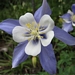 <p><strong>Aquilegia coerulea - Blue Columbine</strong></p><p><strong>Light: </strong><img src="https://champoegnursery.com/wp-content/uploads/2014/09/icon_full_sun.gif"/> / <img src="https://champoegnursery.com/wp-content/uploads/2014/09/icon_partial_shade.gif"/></p><p> <strong>Water: <img src="https://champoegnursery.com/wp-content/uploads/2014/09/icon_dry.gif"/> / <img src="https://champoegnursery.com/wp-content/uploads/2014/09/icon_moist.gif"/></p> <p> Max Height: </strong> 12  in. <strong> Max Width: </strong> 12  in. </p><p><strong>Description: </strong>This herbaceous plant flowers in the summer and has a faint, sweet fragrance.  It has five blue, pointed outer petals and five white, rounded inner petals. <strong>Zone: </strong>  7-9</p><p><img src="https://champoegnursery.com/wp-content/uploads/2014/09/icon_butterfly.gif"/>  <img src="https://champoegnursery.com/wp-content/uploads/2014/09/icon_hummingbird.gif"/>  <img src="https://champoegnursery.com/wp-content/uploads/2014/09/icon_wildlife.gif"/></p>