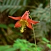 <p><strong>Aquilegia formosa - Red Columbine</strong></p><p><strong>Light: </strong><img src="https://champoegnursery.com/wp-content/uploads/2014/09/icon_full_sun.gif"/> / <img src="https://champoegnursery.com/wp-content/uploads/2014/09/icon_partial_shade.gif"/></p><p> <strong>Water: <img src="https://champoegnursery.com/wp-content/uploads/2014/09/icon_dry.gif"/> / <img src="https://champoegnursery.com/wp-content/uploads/2014/09/icon_moist.gif"/></p> <p> Max Height: </strong> 36  in. <strong> Max Width: </strong> 12  in. </p><p><strong>Description: </strong>This is a perennial herbaceous plant that displays several beautiful red and yellow flowers as well as attractive green leaves. <strong>Zone: </strong> 4</p><p><img src="https://champoegnursery.com/wp-content/uploads/2014/09/icon_butterfly.gif"/>  <img src="https://champoegnursery.com/wp-content/uploads/2014/09/icon_hummingbird.gif"/>  <img src="https://champoegnursery.com/wp-content/uploads/2014/09/icon_wildlife.gif"/></p>