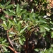 <p><strong>Arbutus menziesii - Madrone</strong></p><p><strong>Light: </strong><img src="https://champoegnursery.com/wp-content/uploads/2014/09/icon_full_sun.gif"/> / <img src="https://champoegnursery.com/wp-content/uploads/2014/09/icon_partial_shade.gif"/></p><p> <strong>Water: <img src="https://champoegnursery.com/wp-content/uploads/2014/09/icon_dry.gif"/></p> <p> Max Height: </strong> 75 ft. <strong> Max Width: </strong> 50 ft. </p><p><strong>Description: </strong>A unique evergreen tree with peeling, reddish-brown bark, and red edible berries. <strong>Zone: </strong>  7-9</p><p>    <img src="https://champoegnursery.com/wp-content/uploads/2014/09/icon_wildlife.gif"/></p>