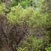 <p><strong>Arctostaphylos columbiana - Hairy Manzanita</strong></p><p><strong>Light: </strong><img src="https://champoegnursery.com/wp-content/uploads/2014/09/icon_full_sun.gif"/>  </p><p> <strong>Water: <img src="https://champoegnursery.com/wp-content/uploads/2014/09/icon_dry.gif"/> / <img src="https://champoegnursery.com/wp-content/uploads/2014/09/icon_moist.gif"/></p> <p> Max Height: </strong> 25 ft. <strong> Max Width: </strong> 10 ft. </p><p><strong>Description: </strong>A tree-like shrub with fuzzy, dull green leaves, and small white flowers. Covers forested areas after fires. <strong>Zone: </strong>  10-7</p><p>    </p>