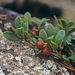 <p><strong>Arctostaphylos uva-ursi - Kinnikinnick</strong></p><p><strong>Light: </strong><img src="https://champoegnursery.com/wp-content/uploads/2014/09/icon_full_sun.gif"/> / <img src="https://champoegnursery.com/wp-content/uploads/2014/09/icon_partial_shade.gif"/></p><p> <strong>Water: <img src="https://champoegnursery.com/wp-content/uploads/2014/09/icon_dry.gif"/></p> <p> Max Height: </strong> 8  in. <strong> Max Width: </strong> 18  in. </p><p><strong>Description: </strong>A mat-forming evergreen shrub with smooth and dark reddish-brown bark, small red apple-like berries and alternating leathery leaves. <strong>Zone: </strong>  7-9</p><p><img src="https://champoegnursery.com/wp-content/uploads/2014/09/icon_butterfly.gif"/>    <img src="https://champoegnursery.com/wp-content/uploads/2014/09/icon_wildlife.gif"/></p>