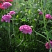 <p><strong>Armeria maritima - Sea Pink</strong></p><p><strong>Light: </strong><img src="https://champoegnursery.com/wp-content/uploads/2014/09/icon_full_sun.gif"/>  </p><p> <strong>Water: <img src="https://champoegnursery.com/wp-content/uploads/2014/09/icon_dry.gif"/></p> <p> Max Height: </strong> 6ï¿½ <strong> Max Width: </strong> 12ï¿½ </p><p><strong>Description: </strong>Forms a dense green mat of grass-like blade and blooms bright pink in spring an early summer. Tolerates salt well, a great choice for seaside gardens or rock gardens, with well drained soil and low nutrients. <strong>Zone: </strong>  4-8</p><p><img src="https://champoegnursery.com/wp-content/uploads/2014/09/icon_butterfly.gif"/>  <img src="https://champoegnursery.com/wp-content/uploads/2014/09/icon_hummingbird.gif"/>  </p>