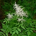 <p><strong>Aruncus dioicus - Goats Beard</strong></p><p><strong>Light: </strong><img src="https://champoegnursery.com/wp-content/uploads/2014/09/icon_full_shade.gif"/>/ <img src="https://champoegnursery.com/wp-content/uploads/2014/09/icon_partial_shade.gif"/></p><p> <strong>Water: <img src="https://champoegnursery.com/wp-content/uploads/2014/09/icon_wet.gif"/> / <img src="https://champoegnursery.com/wp-content/uploads/2014/09/icon_moist.gif"/></p> <p> Max Height: </strong> 6 ft. <strong> Max Width: </strong> 12  in. </p><p><strong>Description: </strong>This is a robust perennial that displays thin cascading, cream colored flowers and attractive leaves.  It is most often found on the moist edges of clearings and along streams <strong>Zone: </strong>  5-7</p><p><img src="https://champoegnursery.com/wp-content/uploads/2014/09/icon_butterfly.gif"/>    <img src="https://champoegnursery.com/wp-content/uploads/2014/09/icon_wildlife.gif"/></p>