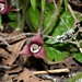 <p><strong>Asarum caudatum - Wild Ginger</strong></p><p><strong>Light: </strong><img src="https://champoegnursery.com/wp-content/uploads/2014/09/icon_full_shade.gif"/> / <img src="https://champoegnursery.com/wp-content/uploads/2014/09/icon_partial_shade.gif"/></p><p> <strong>Water: <img src="https://champoegnursery.com/wp-content/uploads/2014/09/icon_moist.gif"/></p> <p> Max Height: </strong> 8  in. <strong> Max Width: </strong> 18  in. </p><p><strong>Description: </strong>A perennial with large dark-green heart-shaped leaves and small reddish flowers. <strong>Zone: </strong>  7-9</p><p>    <img src="https://champoegnursery.com/wp-content/uploads/2014/09/icon_wildlife.gif"/></p>