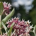 <p><strong>Asclepias speciosa - Showy Milkweed</strong></p><p><strong>Light: </strong><img src="https://champoegnursery.com/wp-content/uploads/2014/09/icon_full_sun.gif"/> / <img src="https://champoegnursery.com/wp-content/uploads/2014/09/icon_partial_shade.gif"/></p><p> <strong>Water: <img src="https://champoegnursery.com/wp-content/uploads/2014/09/icon_moist.gif"/></p> <p> Max Height: </strong> 4 ft. <strong> Max Width: </strong> 12  in. </p><p><strong>Description: </strong>This plant has scented pinkish flowers and soft grayish leaves. <strong>Zone: </strong>  5-7</p><p><img src="https://champoegnursery.com/wp-content/uploads/2014/09/icon_butterfly.gif"/>    <img src="https://champoegnursery.com/wp-content/uploads/2014/09/icon_wildlife.gif"/></p>