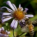 <p><strong>Aster subspicatus - Douglas Aster</strong></p><p><strong>Light: </strong><img src="https://champoegnursery.com/wp-content/uploads/2014/09/icon_full_sun.gif"/> / <img src="https://champoegnursery.com/wp-content/uploads/2014/09/icon_partial_shade.gif"/></p><p> <strong>Water: <img src="https://champoegnursery.com/wp-content/uploads/2014/09/icon_moist.gif"/></p> <p> Max Height: </strong> 36  in. <strong> Max Width: </strong> 12  in. </p><p><strong>Description: </strong>A perennial wildflower that appears in moist places and begins flowering in late summer. <strong>Zone: </strong>  7-9</p><p><img src="https://champoegnursery.com/wp-content/uploads/2014/09/icon_butterfly.gif"/>    <img src="https://champoegnursery.com/wp-content/uploads/2014/09/icon_wildlife.gif"/></p>