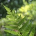 <p><strong>Athyrium filix-femina - Lady Fern</strong></p><p><strong>Light: </strong><img src="https://champoegnursery.com/wp-content/uploads/2014/09/icon_full_shade.gif"/>/ <img src="https://champoegnursery.com/wp-content/uploads/2014/09/icon_partial_shade.gif"/></p><p> <strong>Water: <img src="https://champoegnursery.com/wp-content/uploads/2014/09/icon_moist.gif"/></p> <p> Max Height: </strong> 4 ft. <strong> Max Width: </strong> 4 ft. </p><p><strong>Description: </strong>A lacy, deciduous, densely clumping, perennial fern with bright green, tufted and erect fronds and stout roots. <strong>Zone: </strong>  7-9</p><p>    <img src="https://champoegnursery.com/wp-content/uploads/2014/09/icon_wildlife.gif"/></p>