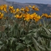 <p><strong>Balsalmhoriza sagitata - Arrow-leaf Balsamroot</strong></p><p><strong>Light: </strong><img src="https://champoegnursery.com/wp-content/uploads/2014/09/icon_full_sun.gif"/>  </p><p> <strong>Water: <img src="https://champoegnursery.com/wp-content/uploads/2014/09/icon_moist.gif"/></p> <p> Max Height: </strong> 8 in. <strong> Max Width: </strong> 24 in. </p><p><strong>Description: </strong>Silvery leaves with yellow, sunflower-like flowers. <strong>Zone: </strong>  3-9</p><p><img src="https://champoegnursery.com/wp-content/uploads/2014/09/icon_butterfly.gif"/>    <img src="https://champoegnursery.com/wp-content/uploads/2014/09/icon_wildlife.gif"/></p>