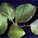 <p><strong>Betula occidentalis - Water Birch</strong></p><p><strong>Light: </strong><img src="https://champoegnursery.com/wp-content/uploads/2014/09/icon_full_sun.gif"/> / <img src="https://champoegnursery.com/wp-content/uploads/2014/09/icon_partial_shade.gif"/></p><p> <strong>Water: <img src="https://champoegnursery.com/wp-content/uploads/2014/09/icon_wet.gif"/> / <img src="https://champoegnursery.com/wp-content/uploads/2014/09/icon_moist.gif"/></p> <p> Max Height: </strong> 50 ft. <strong> Max Width: </strong> 25 ft. </p><p><strong>Description: </strong>This deciduous tree has dark reddish brown bark and green leaves that turn yellow in the fall.  It is heavily dependent on water, and therefore is usually found near a water source.  It is cold hardy. <strong>Zone: </strong> 4</p><p>    <img src="https://champoegnursery.com/wp-content/uploads/2014/09/icon_wildlife.gif"/></p>