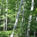 <p><strong>Betula papyrifera - Paper Birch</strong></p><p><strong>Light: </strong><img src="https://champoegnursery.com/wp-content/uploads/2014/09/icon_full_sun.gif"/> / <img src="https://champoegnursery.com/wp-content/uploads/2014/09/icon_partial_shade.gif"/></p><p> <strong>Water: <img src="https://champoegnursery.com/wp-content/uploads/2014/09/icon_wet.gif"/> / <img src="https://champoegnursery.com/wp-content/uploads/2014/09/icon_moist.gif"/></p> <p> Max Height: </strong> 100 ft. <strong> Max Width: </strong> 25 ft. </p><p><strong>Description: </strong>This deciduous tree produces green leaves that turn yellow in fall.  Grows in moist soils. <strong>Zone: </strong>  2-6</p><p>    <img src="https://champoegnursery.com/wp-content/uploads/2014/09/icon_wildlife.gif"/></p>