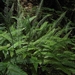 <p><strong>Blechnum spicant - Deer Fern</strong></p><p><strong>Light: </strong><img src="https://champoegnursery.com/wp-content/uploads/2014/09/icon_full_shade.gif"/> / <img src="https://champoegnursery.com/wp-content/uploads/2014/09/icon_partial_shade.gif"/></p><p> <strong>Water: <img src="https://champoegnursery.com/wp-content/uploads/2014/09/icon_wet.gif"/> / <img src="https://champoegnursery.com/wp-content/uploads/2014/09/icon_moist.gif"/></p> <p> Max Height: </strong> 36  in. <strong> Max Width: </strong> 48  in. </p><p><strong>Description: </strong>This evergreen plant has purple/brown stems and blooms continuously.  Prefers rather wet,acidic soil.  Deer and elk eat this fern in the winter. <strong>Zone: </strong>  7-9</p><p>    <img src="https://champoegnursery.com/wp-content/uploads/2014/09/icon_wildlife.gif"/></p>