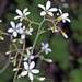 <p><strong>Boykinia occidentalis - Boykinia</strong></p><p><strong>Light: </strong><img src="https://champoegnursery.com/wp-content/uploads/2014/09/icon_full_shade.gif"/> / <img src="https://champoegnursery.com/wp-content/uploads/2014/09/icon_partial_shade.gif"/></p><p> <strong>Water: <img src="https://champoegnursery.com/wp-content/uploads/2014/09/icon_wet.gif"/> / <img src="https://champoegnursery.com/wp-content/uploads/2014/09/icon_moist.gif"/></p> <p> Max Height: </strong> 12-18  in. <strong> Max Width: </strong> 8-12  in. </p><p><strong>Description: </strong>A small woodland perennial with rounded leaves and clusters of white flowers that appear in the summer. <strong>Zone: </strong>  7-9</p><p><img src="https://champoegnursery.com/wp-content/uploads/2014/09/icon_butterfly.gif"/>    </p>