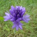 <p><strong>Brodiaea congesta - Harvest Lily</strong></p><p><strong>Light: </strong><img src="https://champoegnursery.com/wp-content/uploads/2014/09/icon_full_sun.gif"/> / <img src="https://champoegnursery.com/wp-content/uploads/2014/09/icon_partial_shade.gif"/></p><p> <strong>Water: <img src="https://champoegnursery.com/wp-content/uploads/2014/09/icon_dry.gif"/></p> <p> Max Height: </strong> 36  in. <strong> Max Width: </strong> 4  in. </p><p><strong>Description: </strong>A small bulb giving rise to grass like foliage and beautiful blue and white clusters of flowers. <strong>Zone: </strong>  5-7</p><p><img src="https://champoegnursery.com/wp-content/uploads/2014/09/icon_butterfly.gif"/>    <img src="https://champoegnursery.com/wp-content/uploads/2014/09/icon_wildlife.gif"/></p>