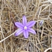 <p><strong>Brodiaea coronaria - Harvest Brodiaea</strong></p><p><strong>Light: </strong><img src="https://champoegnursery.com/wp-content/uploads/2014/09/icon_full_sun.gif"/> / <img src="https://champoegnursery.com/wp-content/uploads/2014/09/icon_partial_shade.gif"/></p><p> <strong>Water: <img src="https://champoegnursery.com/wp-content/uploads/2014/09/icon_dry.gif"/> / <img src="https://champoegnursery.com/wp-content/uploads/2014/09/icon_moist.gif"/></p> <p> Max Height: </strong> 12  in. <strong> Max Width: </strong> 4  in. </p><p><strong>Description: </strong>A small violet-purple flower common in grassy meadows as well as rocky areas. <strong>Zone: </strong>  5-7</p><p><img src="https://champoegnursery.com/wp-content/uploads/2014/09/icon_butterfly.gif"/>    <img src="https://champoegnursery.com/wp-content/uploads/2014/09/icon_wildlife.gif"/></p>