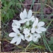 <p><strong>Brodiaea hyacinthina - Fools Onion</strong></p><p><strong>Light: </strong><img src="https://champoegnursery.com/wp-content/uploads/2014/06/icon_availability_bulbs.gif"/>  Bulb  </p><p> <strong>Water: <img src="https://champoegnursery.com/wp-content/uploads/2014/09/icon_dry.gif"/></p> <p> Max Height: </strong> 24  in. <strong> Max Width: </strong> 4  in. </p><p><strong>Description: </strong>This perennial herbaceous plant is low growing and has purple and yellow flowers. <strong>Zone: </strong>  5-7</p><p><img src="https://champoegnursery.com/wp-content/uploads/2014/09/icon_butterfly.gif"/>    <img src="https://champoegnursery.com/wp-content/uploads/2014/09/icon_wildlife.gif"/></p>