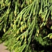 <p><strong>Calocedrus decurrens - Incense Cedar</strong></p><p><strong>Light: </strong><img src="https://champoegnursery.com/wp-content/uploads/2014/09/icon_full_sun.gif"/> / <img src="https://champoegnursery.com/wp-content/uploads/2014/09/icon_partial_shade.gif"/></p><p> <strong>Water: <img src="https://champoegnursery.com/wp-content/uploads/2014/09/icon_moist.gif"/></p> <p> Max Height: </strong> 125 ft. <strong> Max Width: </strong> 50 ft. </p><p><strong>Description: </strong>Evergreen conifer with scale like foliage arranged in twisted, flattened sprays and widely buttressed trunk base. <strong>Zone: </strong>  7-9</p><p>    <img src="https://champoegnursery.com/wp-content/uploads/2014/09/icon_wildlife.gif"/></p>