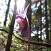 <p><strong>Calypso bulbosa - Fairy Slipper</strong></p><p><strong>Light: </strong><img src="https://champoegnursery.com/wp-content/uploads/2014/09/icon_full_shade.gif"/>/ <img src="https://champoegnursery.com/wp-content/uploads/2014/09/icon_partial_shade.gif"/></p><p> <strong>Water: <img src="https://champoegnursery.com/wp-content/uploads/2014/09/icon_moist.gif"/></p> <p> Max Height: </strong> 8  in. <strong> Max Width: </strong> 6  in. </p><p><strong>Description: </strong>A small native orchid that blooms in early spring and has a delicate beauty. <strong>Zone: </strong>  7-9</p><p>    </p>