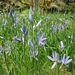 <p><strong>Camassia leichtlinii - Great Camas</strong></p><p><strong>Light: </strong><img src="https://champoegnursery.com/wp-content/uploads/2014/09/icon_full_sun.gif"/> / <img src="https://champoegnursery.com/wp-content/uploads/2014/09/icon_partial_shade.gif"/></p><p> <strong>Water: <img src="https://champoegnursery.com/wp-content/uploads/2014/09/icon_wet.gif"/> / <img src="https://champoegnursery.com/wp-content/uploads/2014/09/icon_moist.gif"/></p> <p> Max Height: </strong> 36  in. <strong> Max Width: </strong> 6  in. </p><p><strong>Description: </strong>This plant is in the lily family and produces blue spiked flowers and grass-like leaves.  It is more tolerant of shade and drought than the common camas and also more competitive. <strong>Zone: </strong> 5</p><p><img src="https://champoegnursery.com/wp-content/uploads/2014/09/icon_butterfly.gif"/>    </p>