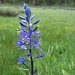 <p><strong>Camassia quamash - Common Camas</strong></p><p><strong>Light: </strong><img src="https://champoegnursery.com/wp-content/uploads/2014/09/icon_full_sun.gif"/> / <img src="https://champoegnursery.com/wp-content/uploads/2014/09/icon_partial_shade.gif"/></p><p> <strong>Water: <img src="https://champoegnursery.com/wp-content/uploads/2014/09/icon_wet.gif"/> / <img src="https://champoegnursery.com/wp-content/uploads/2014/09/icon_moist.gif"/></p> <p> Max Height: </strong> 24  in. <strong> Max Width: </strong> 6  in. </p><p><strong>Description: </strong>This plant is part of the lily family and produces blue spiked flowers and grass-like leaves. <strong>Zone: </strong> 5</p><p><img src="https://champoegnursery.com/wp-content/uploads/2014/09/icon_butterfly.gif"/>    </p>