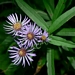 <p><strong>Aster modestus - Great Northern Aster</strong></p><p><strong>Light: </strong><img src="https://champoegnursery.com/wp-content/uploads/2014/09/icon_full_sun.gif"/> / <img src="https://champoegnursery.com/wp-content/uploads/2014/09/icon_partial_shade.gif"/></p><p> <strong>Water: <img src="https://champoegnursery.com/wp-content/uploads/2014/09/icon_moist.gif"/></p> <p> Max Height: </strong> 36  in. <strong> Max Width: </strong> 24  in. </p><p><strong>Description: </strong>A perennial wildflower that appears in moist places and begins flowering in late summer. <strong>Zone: </strong>  7-9</p><p><img src="https://champoegnursery.com/wp-content/uploads/2014/09/icon_butterfly.gif"/>    <img src="https://champoegnursery.com/wp-content/uploads/2014/09/icon_wildlife.gif"/></p>