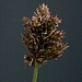 <p><strong>Carex densa - Dense Sedge</strong></p><p><strong>Light: </strong><img src="https://champoegnursery.com/wp-content/uploads/2014/09/icon_full_sun.gif"/> / <img src="https://champoegnursery.com/wp-content/uploads/2014/09/icon_partial_shade.gif"/></p><p> <strong>Water: <img src="https://champoegnursery.com/wp-content/uploads/2014/09/icon_wet.gif"/> / <img src="https://champoegnursery.com/wp-content/uploads/2014/09/icon_moist.gif"/></p> <p> Max Height: </strong> 24  in. <strong> Max Width: </strong> 24  in. </p><p><strong>Description: </strong>This is a tufted sedge with flat blades about 1/4 inch thick. <strong>Zone: </strong>  7-9</p><p>    <img src="https://champoegnursery.com/wp-content/uploads/2014/09/icon_wildlife.gif"/></p>