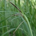 <p><strong>Carex obnupta - Slough Sedge</strong></p><p><strong>Light: </strong><img src="https://champoegnursery.com/wp-content/uploads/2014/09/icon_full_sun.gif"/> / <img src="https://champoegnursery.com/wp-content/uploads/2014/09/icon_partial_shade.gif"/></p><p> <strong>Water: <img src="https://champoegnursery.com/wp-content/uploads/2014/09/icon_wet.gif"/> / <img src="https://champoegnursery.com/wp-content/uploads/2014/09/icon_moist.gif"/></p> <p> Max Height: </strong> 48  in. <strong> Max Width: </strong> 48  in. </p><p><strong>Description: </strong>This is an evergreen tufted sedge with flat leaves. <strong>Zone: </strong>  7-9</p><p>    <img src="https://champoegnursery.com/wp-content/uploads/2014/09/icon_wildlife.gif"/></p>