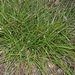 <p><strong>Carex tumulicola - Foothill Sedge</strong></p><p><strong>Light: </strong><img src="https://champoegnursery.com/wp-content/uploads/2014/09/icon_full_sun.gif"/> / <img src="https://champoegnursery.com/wp-content/uploads/2014/09/icon_partial_shade.gif"/></p><p> <strong>Water: <img src="https://champoegnursery.com/wp-content/uploads/2014/09/icon_dry.gif"/></p> <p> Max Height: </strong> 18  in. <strong> Max Width: </strong> 12  in. </p><p><strong>Description: </strong>A fast-growing and easy to establish sedge with deep green evergreen blades that arch out from a clumping base. <strong>Zone: </strong>  7-9</p><p>    <img src="https://champoegnursery.com/wp-content/uploads/2014/09/icon_wildlife.gif"/></p>