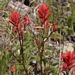 <p><strong>Castilleja miniata - Indian Paintbrush</strong></p><p><strong>Light: </strong><img src="https://champoegnursery.com/wp-content/uploads/2014/09/icon_full_sun.gif"/> / <img src="https://champoegnursery.com/wp-content/uploads/2014/09/icon_partial_shade.gif"/></p><p> <strong>Water: <img src="https://champoegnursery.com/wp-content/uploads/2014/09/icon_dry.gif"/> / <img src="https://champoegnursery.com/wp-content/uploads/2014/09/icon_moist.gif"/></p> <p> Max Height: </strong> 12  in. <strong> Max Width: </strong> 9  in. </p><p><strong>Description: </strong>A herbaceous perennial with striking red and yellow colors. <strong>Zone: </strong>  7-9</p><p><img src="https://champoegnursery.com/wp-content/uploads/2014/09/icon_butterfly.gif"/>    </p>