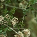 <p><strong>Ceanothus cuneatus - Narrow-Leaved Buck Brush</strong></p><p><strong>Light: </strong><img src="https://champoegnursery.com/wp-content/uploads/2014/09/icon_full_sun.gif"/> / <img src="https://champoegnursery.com/wp-content/uploads/2014/09/icon_partial_shade.gif"/></p><p> <strong>Water: <img src="https://champoegnursery.com/wp-content/uploads/2014/09/icon_dry.gif"/></p> <p> Max Height: </strong> 8 ft. <strong> Max Width: </strong> 6 ft. </p><p><strong>Description: </strong>'This flowering evergreen shrub''s foliage is small and gray/green in color.  It flowers in the spring.' <strong>Zone: </strong> 7</p><p><img src="https://champoegnursery.com/wp-content/uploads/2014/09/icon_butterfly.gif"/>    <img src="https://champoegnursery.com/wp-content/uploads/2014/09/icon_wildlife.gif"/></p>