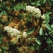 <p><strong>Ceanothus integerrimus - Deerbrush</strong></p><p><strong>Light: </strong><img src="https://champoegnursery.com/wp-content/uploads/2014/09/icon_full_sun.gif"/>  </p><p> <strong>Water: <img src="https://champoegnursery.com/wp-content/uploads/2014/09/icon_dry.gif"/> / <img src="https://champoegnursery.com/wp-content/uploads/2014/09/icon_moist.gif"/></p> <p> Max Height: </strong> 3ï¿½ <strong> Max Width: </strong> 12ï¿½ </p><p><strong>Description: </strong>A deciduous, drought tolerant shrub with creamy white flowers and nitrogen - fixing roots. <strong>Zone: </strong>  5-9</p><p><img src="https://champoegnursery.com/wp-content/uploads/2014/09/icon_butterfly.gif"/>    <img src="https://champoegnursery.com/wp-content/uploads/2014/09/icon_wildlife.gif"/></p>