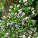 <p><strong>Ceanothus thyrsiflorus - Blue-blossom Ceanothus</strong></p><p><strong>Light: </strong><img src="https://champoegnursery.com/wp-content/uploads/2014/09/icon_full_sun.gif"/> / <img src="https://champoegnursery.com/wp-content/uploads/2014/09/icon_partial_shade.gif"/></p><p> <strong>Water: <img src="https://champoegnursery.com/wp-content/uploads/2014/09/icon_dry.gif"/></p> <p> Max Height: </strong> 15 ft. <strong> Max Width: </strong> 20 ft. </p><p><strong>Description: </strong>This evergreen shrub has oval shaped dark green shiny leaves and produces dense clusters of tiny blue flowers. <strong>Zone: </strong>  7-9</p><p><img src="https://champoegnursery.com/wp-content/uploads/2014/09/icon_butterfly.gif"/>    <img src="https://champoegnursery.com/wp-content/uploads/2014/09/icon_wildlife.gif"/></p>