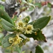 <p><strong>Cercocarpus ledifolius - Curl-leaf Mountain Mahogony</strong></p><p><strong>Light: </strong><img src="https://champoegnursery.com/wp-content/uploads/2014/09/icon_full_sun.gif"/> / <img src="https://champoegnursery.com/wp-content/uploads/2014/09/icon_partial_shade.gif"/></p><p> <strong>Water: <img src="https://champoegnursery.com/wp-content/uploads/2014/09/icon_dry.gif"/></p> <p> Max Height: </strong> 20 ft. <strong> Max Width: </strong> 15 ft. </p><p><strong>Description: </strong>Evergreen small tree or large shrub with reddish bark and twigs and attractive feathery fruit. <strong>Zone: </strong>  7-9</p><p>    <img src="https://champoegnursery.com/wp-content/uploads/2014/09/icon_wildlife.gif"/></p>