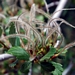 <p><strong>Cercocarpus montanus - Birch-leaf Mountain Mahogony</strong></p><p><strong>Light: </strong><img src="https://champoegnursery.com/wp-content/uploads/2014/09/icon_full_sun.gif"/> / <img src="https://champoegnursery.com/wp-content/uploads/2014/09/icon_partial_shade.gif"/></p><p> <strong>Water: <img src="https://champoegnursery.com/wp-content/uploads/2014/09/icon_dry.gif"/></p> <p> Max Height: </strong> 20 ft. <strong> Max Width: </strong> 15 ft. </p><p><strong>Description: </strong>Evergreen small tree or large shrub with reddish bark and twigs and attractive feathery fruit. <strong>Zone: </strong>  7-9</p><p>    <img src="https://champoegnursery.com/wp-content/uploads/2014/09/icon_wildlife.gif"/></p>