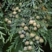 <p><strong>Chamaecyparis lawsoniana - Port Orford Cedar</strong></p><p><strong>Light: </strong><img src="https://champoegnursery.com/wp-content/uploads/2014/09/icon_full_sun.gif"/> / <img src="https://champoegnursery.com/wp-content/uploads/2014/09/icon_partial_shade.gif"/></p><p> <strong>Water: <img src="https://champoegnursery.com/wp-content/uploads/2014/09/icon_moist.gif"/></p> <p> Max Height: </strong> 185 ft. <strong> Max Width: </strong> 50 ft. </p><p><strong>Description: </strong>Evergreen conifer with lacy, scale like foliage arranged in flattened sprays and graceful branches. <strong>Zone: </strong>  7-9</p><p>    <img src="https://champoegnursery.com/wp-content/uploads/2014/09/icon_wildlife.gif"/></p>